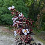 Lagerstroemia indica BS Pure White