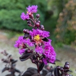 Lagerstroemia indica BS Purely Purple