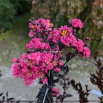 lagerstroemia indica Midnight Magic (1)
