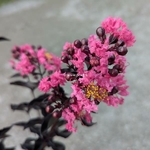 lagerstroemia indica Midnight Magic (3)