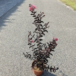 lagerstroemia indica Midnight Magic (2)