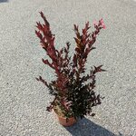 Lagerstroemia indica Enduring Summer Red