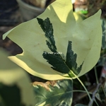 Liriodendron tulipifera Snowbird (1)