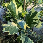 Liriodendron tulipifera Snowbird (2)