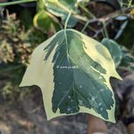 Liriodendron tulipifera Snowbird (3)