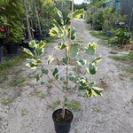 Liriodendron tulipifera Snowbird