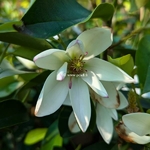 Magnolia Fairy Lime