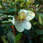 Magnolia laevifolia KH Achteraan (4)