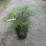 Mahonia eurybracteata Soft Caress C12L