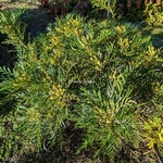 Mahonia eurybracteata Soft Caress
