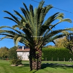 Phoenix canariensis