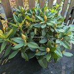 Rhododendron x Anna Rose Withney