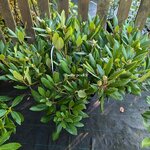 Rhododendron x Marcel Ménard