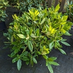 Rhododendron x Mrs Stirling