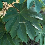 Tetrapanax papyrifera Rex (1)