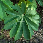 Tetrapanax papyrifera Rex (2)