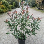 Viburnum odoratissimum Coppertop
