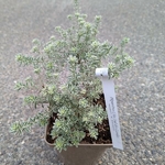 Westringia fruticosa Variegata