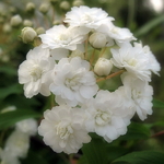 Spiraea prunifolia Plena (1)
