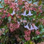 Abelia grandiflora (3)