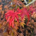 Acer palmatum Arakawa (2)