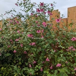 Anisodontea El Rayo