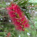 Callistemon Mini Red (1)