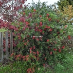 Callistemon Mini Red