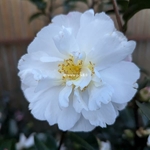 Camellia sasanqua Azakura