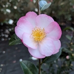 Camellia sasanqua Fukuzutsumi