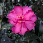 Camellia sasanqua hiemalis Dazzler