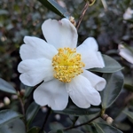 Camellia sasanqua Janell
