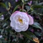 Camellia sasanqua Sayaka (1)