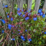 Ceratostigma willmotianum