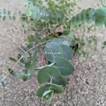 Eucalyptus cinerea Silver Dollar (1)
