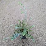 Eucalyptus cinerea Silver Dollar (2)