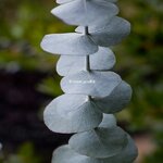 Eucalyptus cinerea Silver Dollar