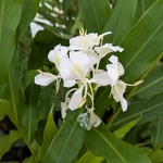Hedychium coronarium