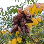 Koelreuteria paniculata (1)