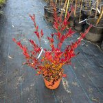 Lagerstroemia indica Summer Red