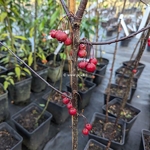 Malus Prairie Fire