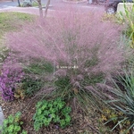 Muhlenbergia capillaris (1)