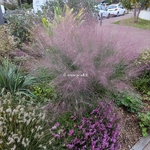 Muhlenbergia capillaris (2)
