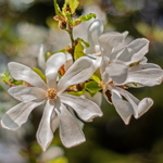 Magnolia kobus (3)