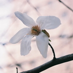 Magnolia kobus (1)