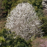 Magnolia kobus (2)