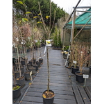 Pommier Reinette Clochard (2)