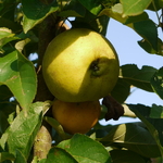 Pommier Reinette Clochard