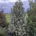 Pittosporum tenuifolium Elisabeth