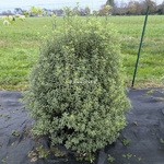 Pittosporum tenuifolium Penmarch